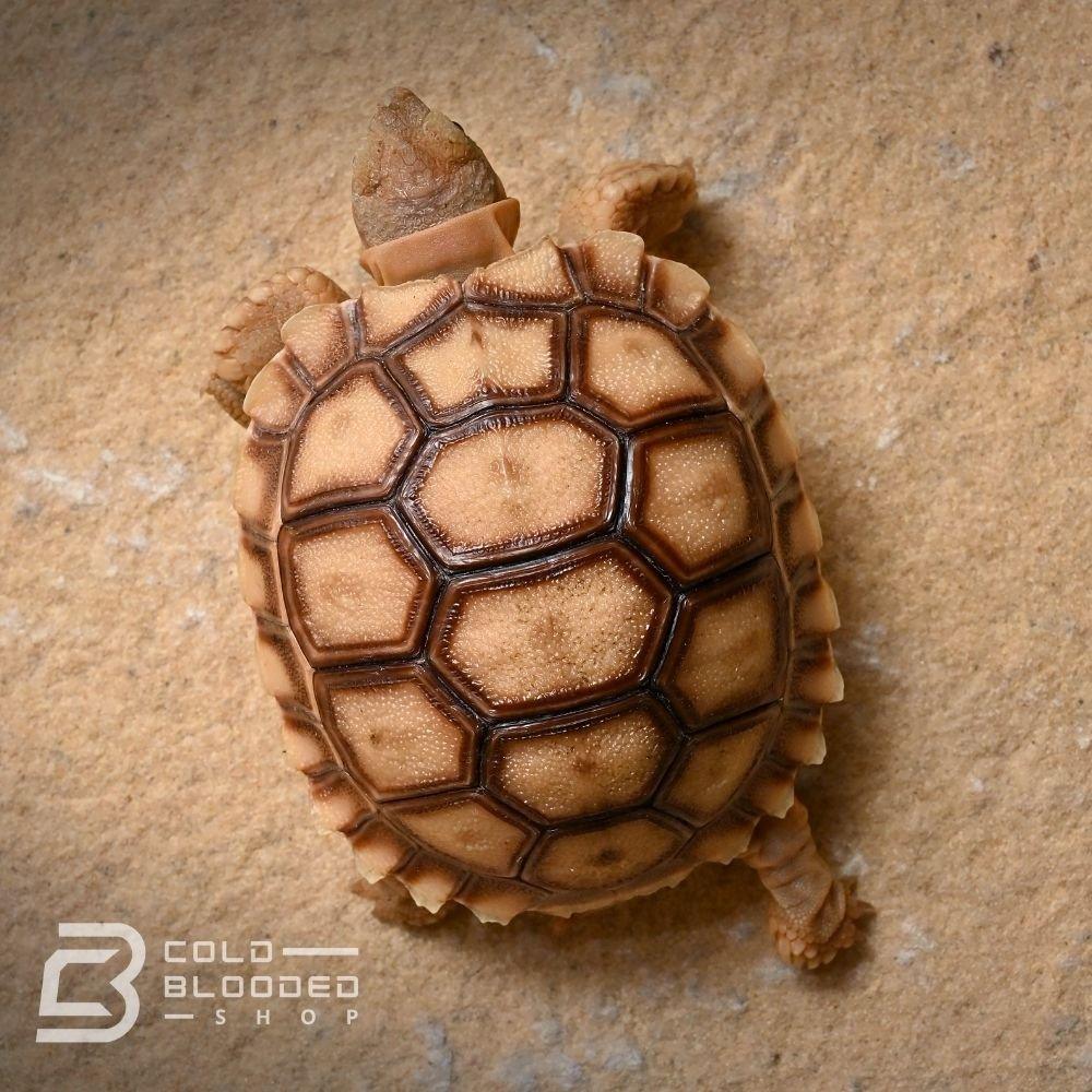 Baby Sulcata Tortoise for sale - Cold Blooded Shop