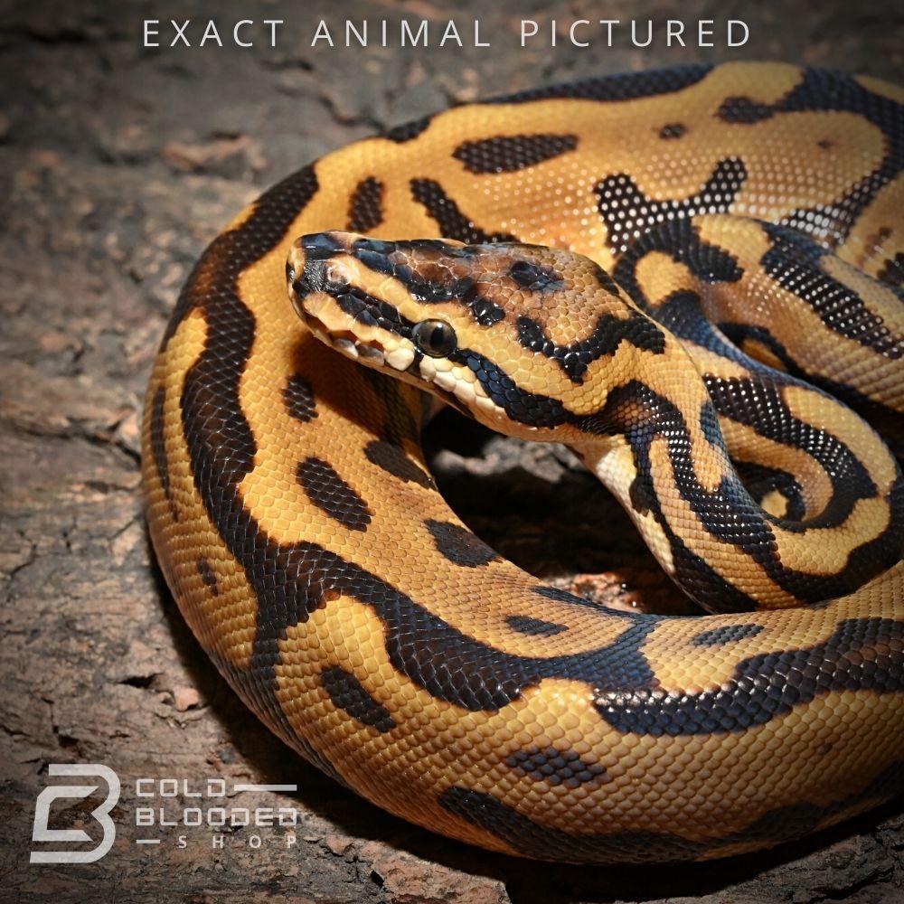 Male Baby Spotnose Leopard Enchi Het Desert Ghost Ball Python for sale - Cold Blooded Shop