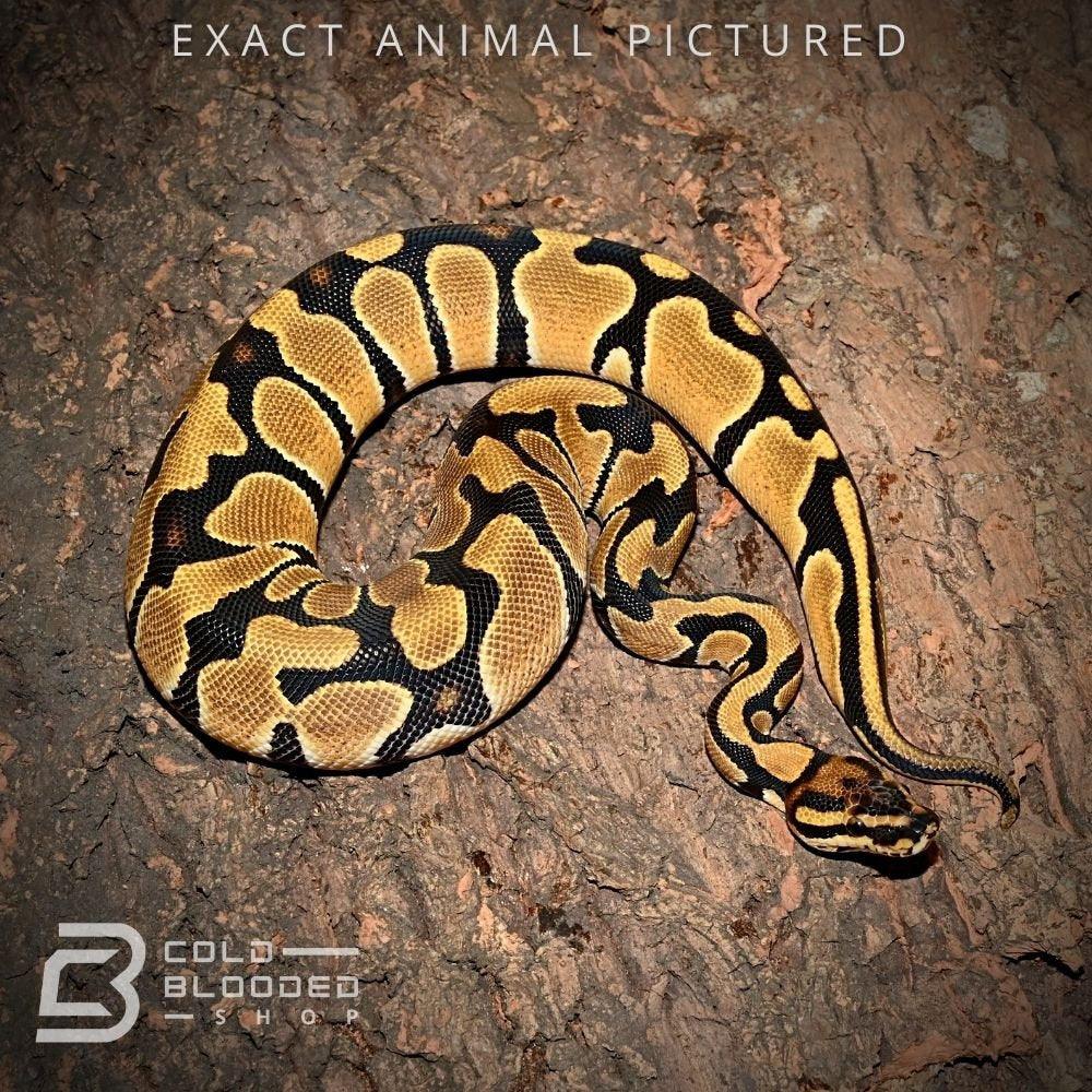 Female Baby Orange Dream Ball Python for sale - Cold Blooded Shop