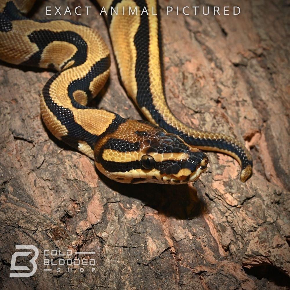 Female Baby Orange Dream Ball Python for sale - Cold Blooded Shop