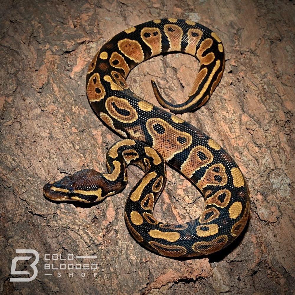 Baby Normal Ball Python for sale - Cold Blooded Shop