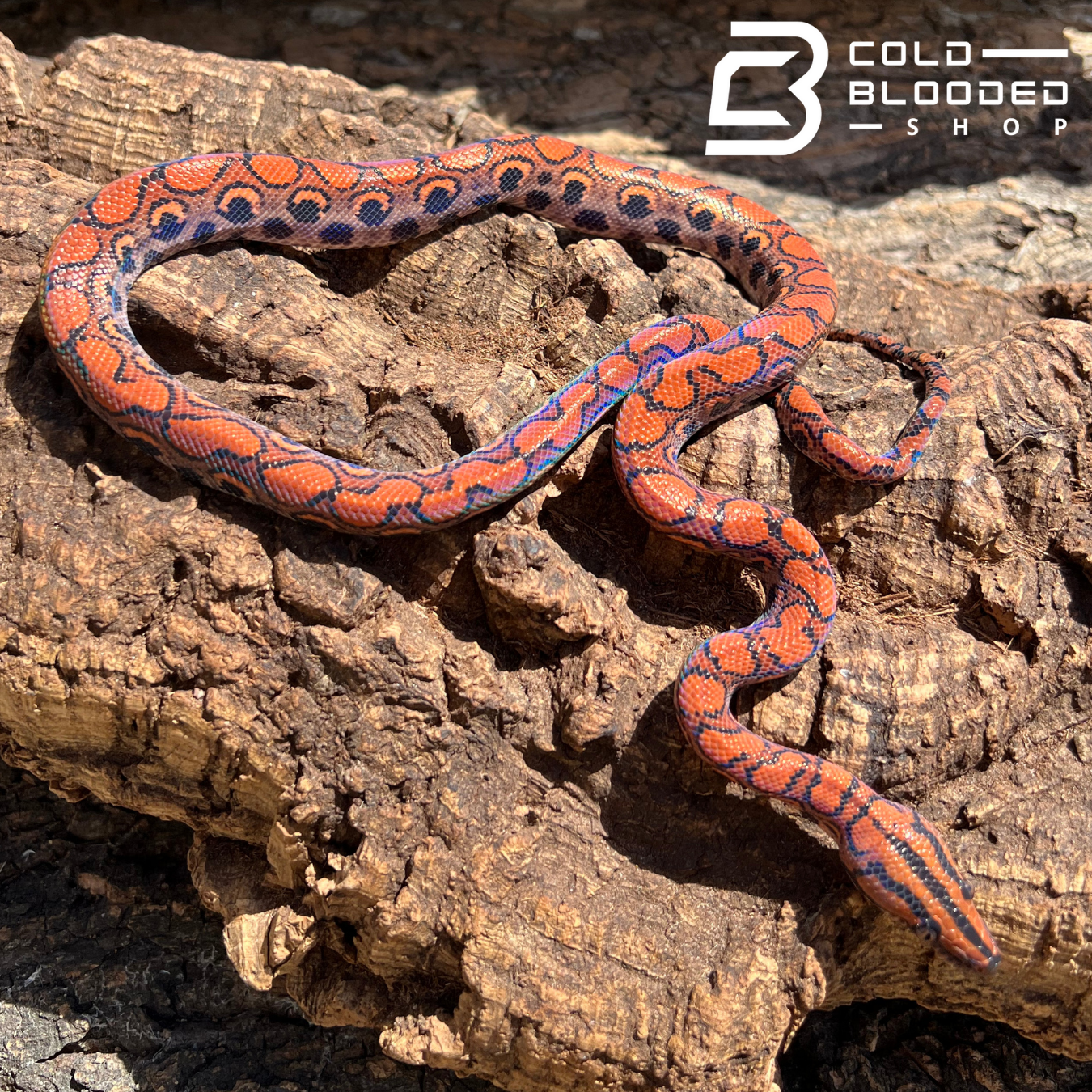 Brazilian Rainbow Boa - Cold Blooded Shop