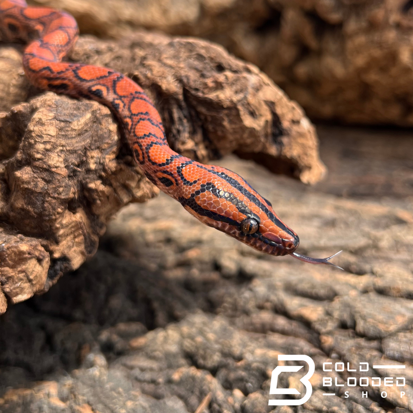 Brazilian Rainbow Boa - Cold Blooded Shop