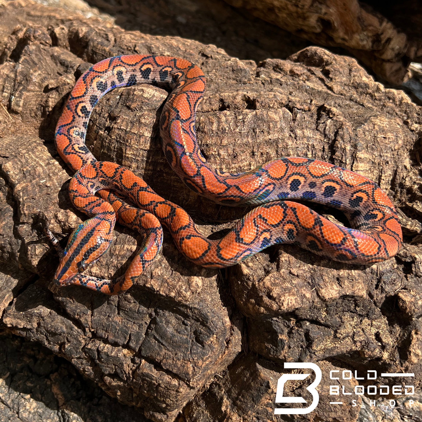 Brazilian Rainbow Boa - Cold Blooded Shop