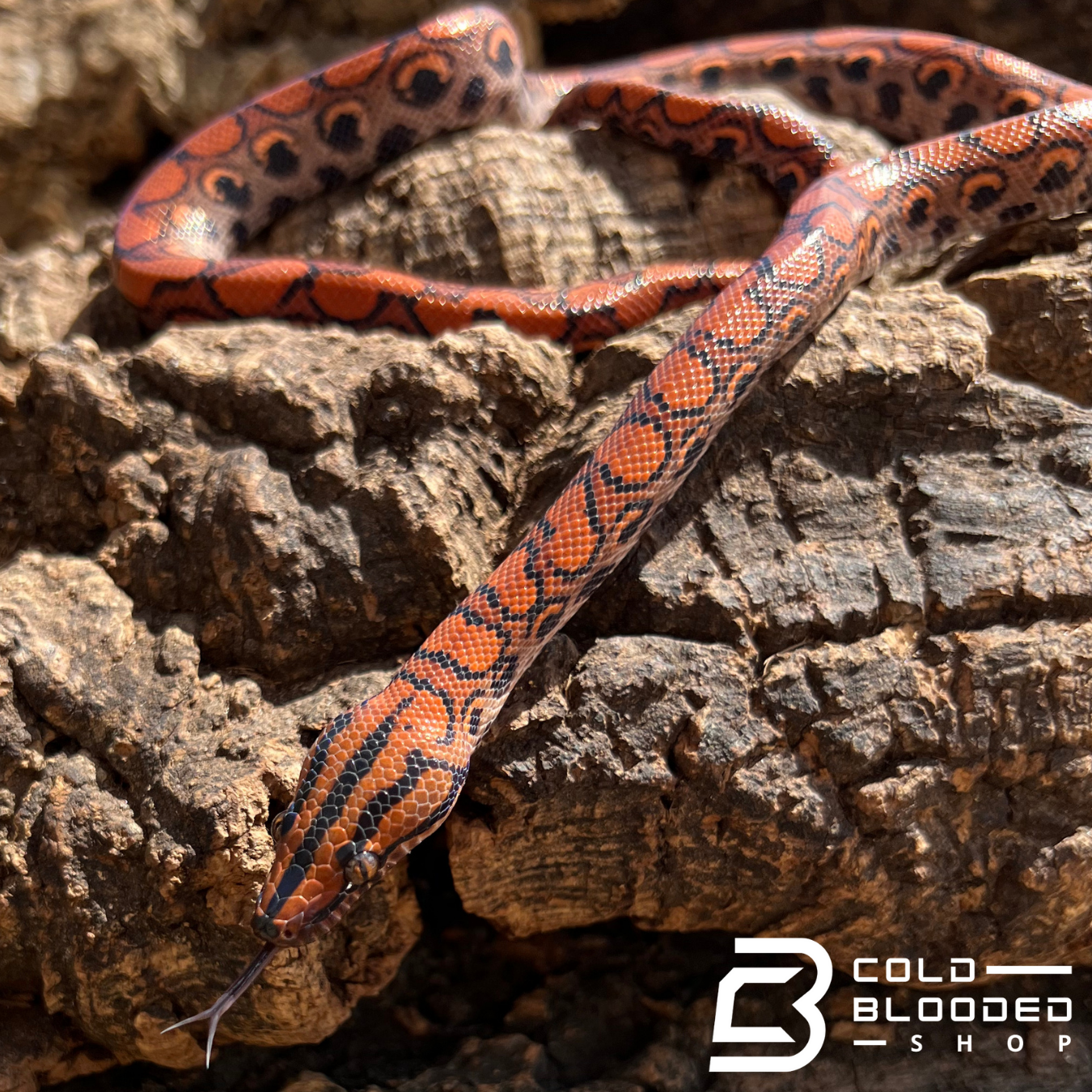 Brazilian Rainbow Boa - Cold Blooded Shop
