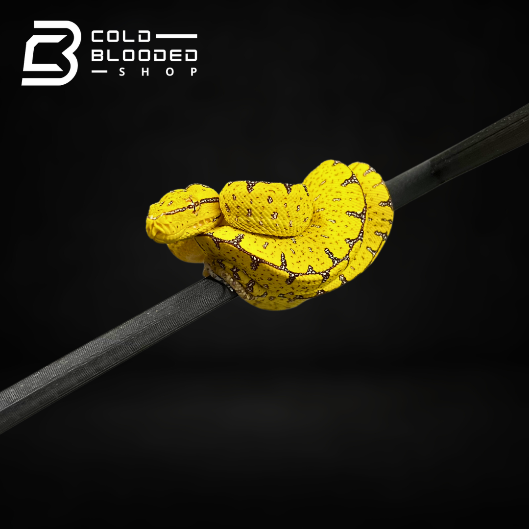 Baby Jayapura Green Tree Python - Cold Blooded Shop