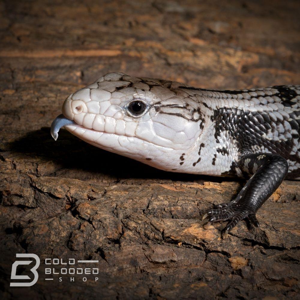 Baby Axanthic Halmahera Blue Tongue Skink for sale - Cold Blooded Shop