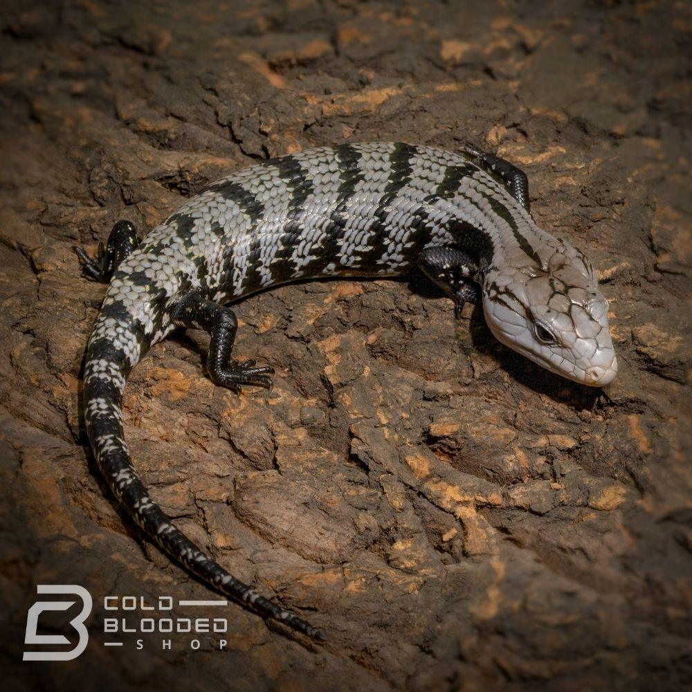 Baby Axanthic Halmahera Blue Tongue Skink for sale - Cold Blooded Shop