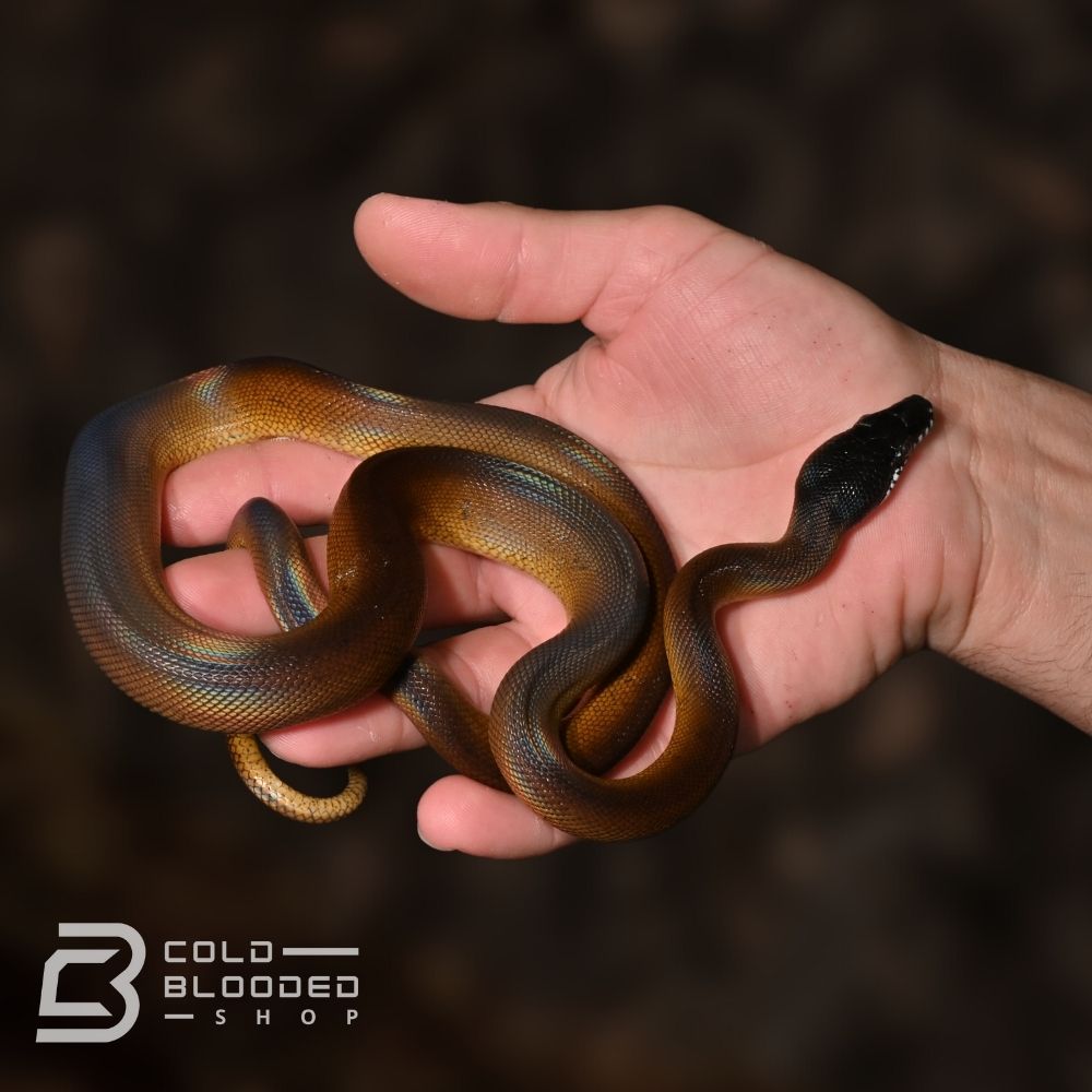 Well-Started Baby Northern White Lipped Python for sale - Cold Blooded Shop