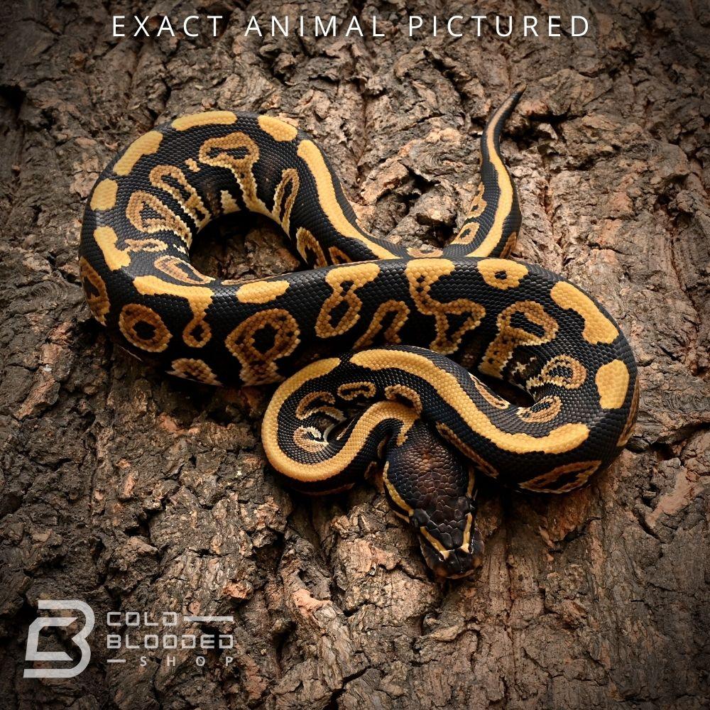Female Baby Phantom Ball Python for sale - Cold Blooded Shop