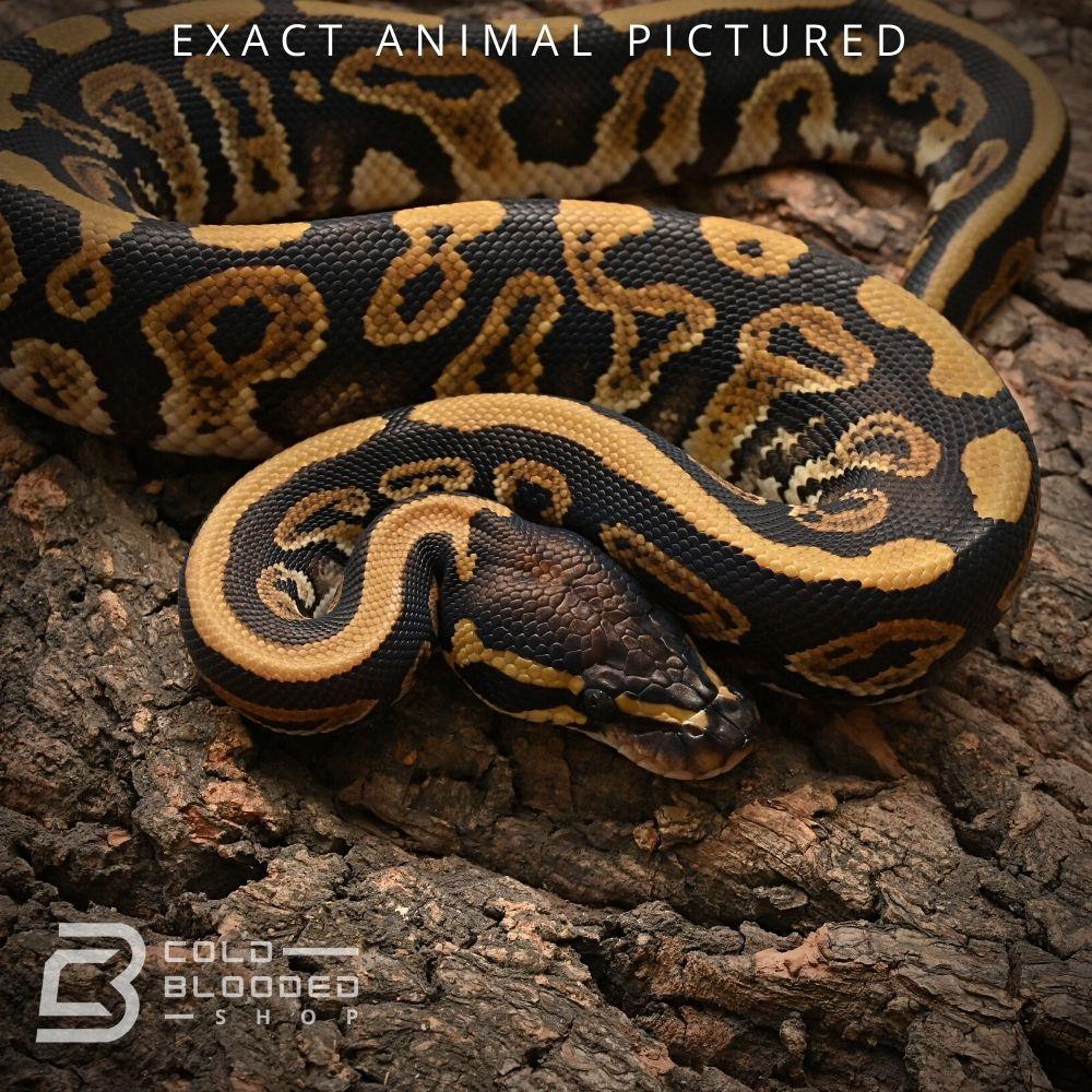 Female Baby Phantom Ball Python for sale - Cold Blooded Shop