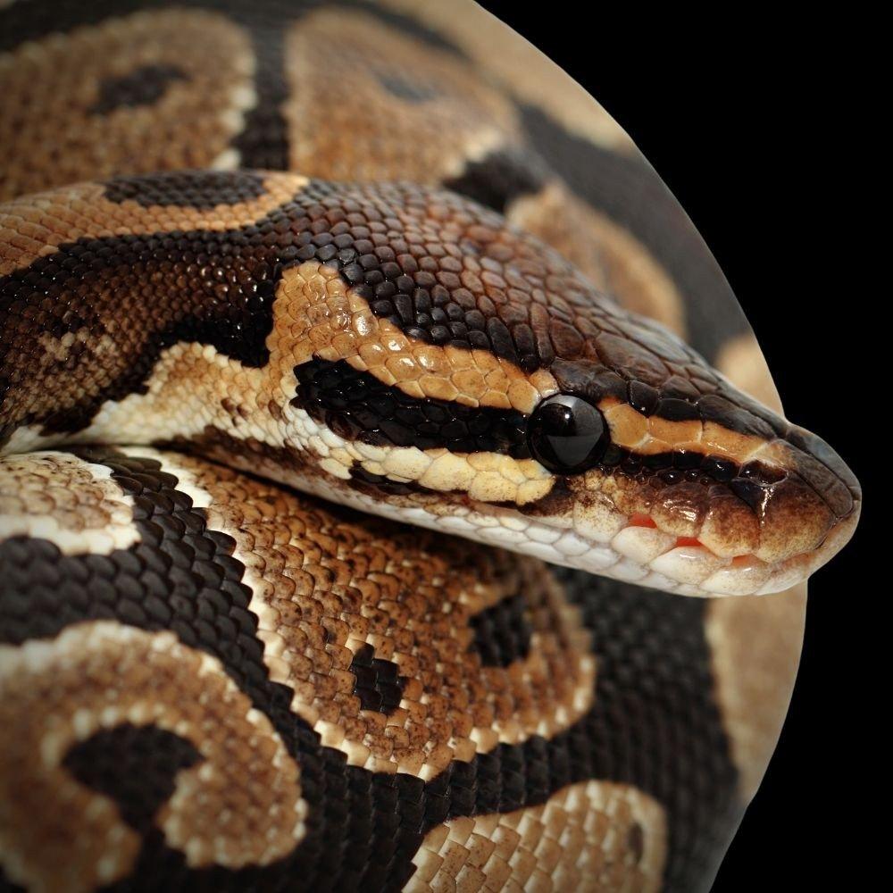 Adult Ball Python - Python regius - Cold Blooded Shop