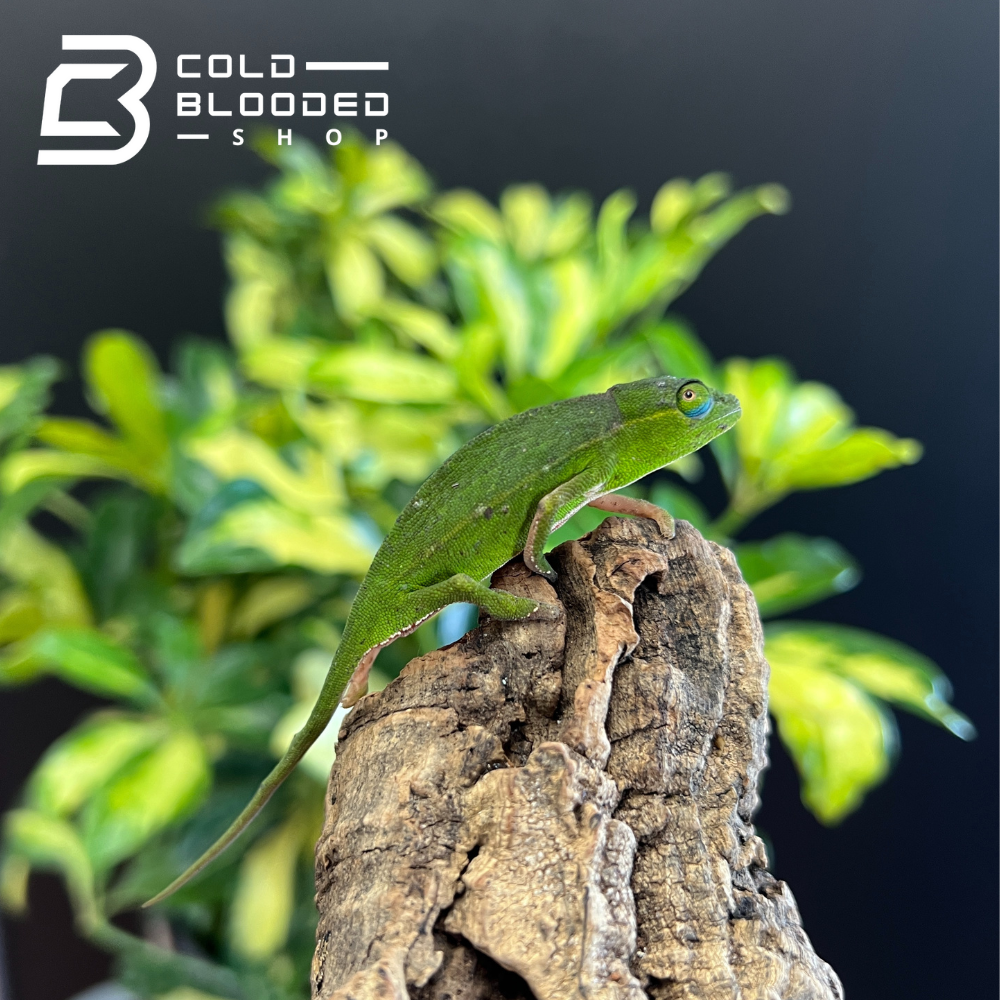 Perinet Chameleon - Calumma gastrotaenia - Cold Blooded Shop