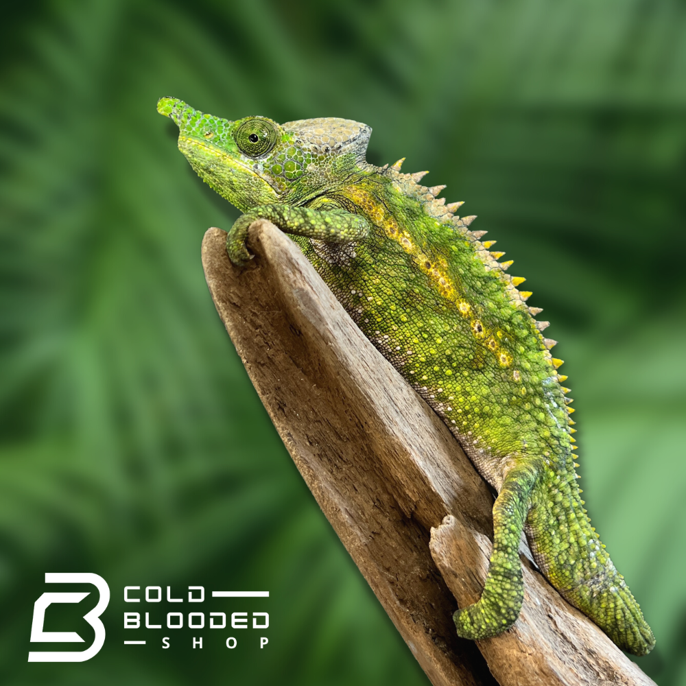 Antimena Chameleon - Furcifer antimena