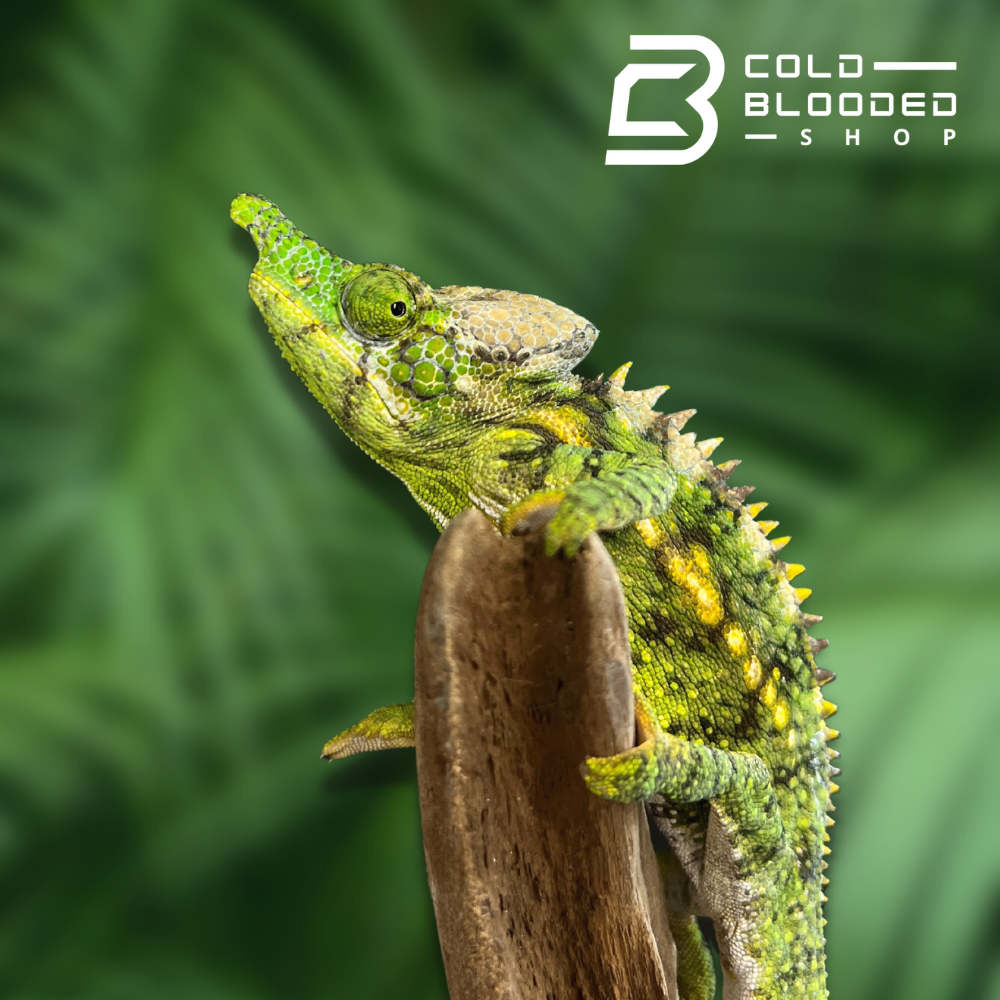 Antimena Chameleon - Furcifer antimena - Cold Blooded Shop