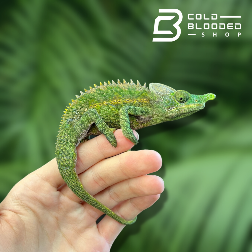 Antimena Chameleon - Furcifer antimena - Cold Blooded Shop