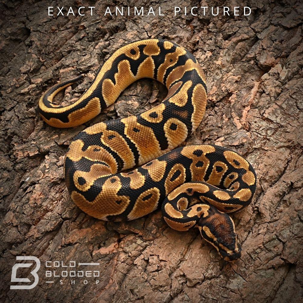Female Baby Orange Dream Ball Python for sale - Cold Blooded Shop