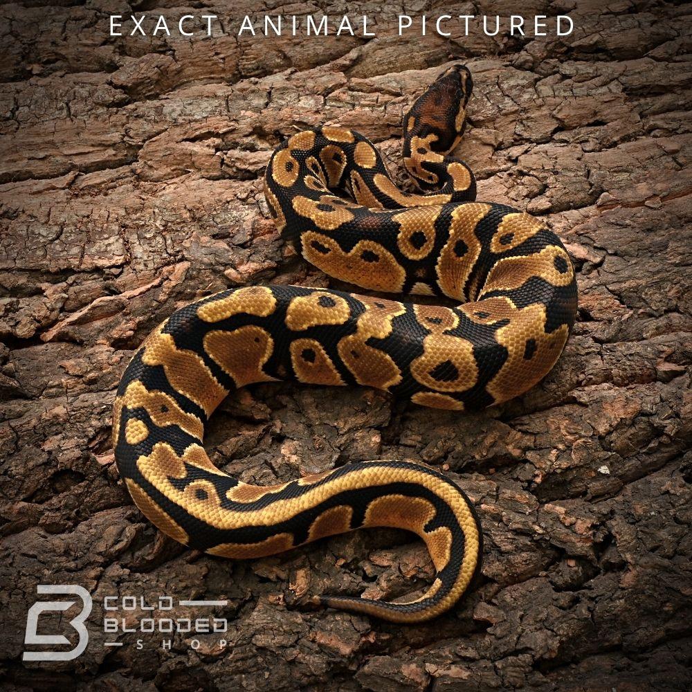Female Baby Orange Dream Ball Python for sale - Cold Blooded Shop