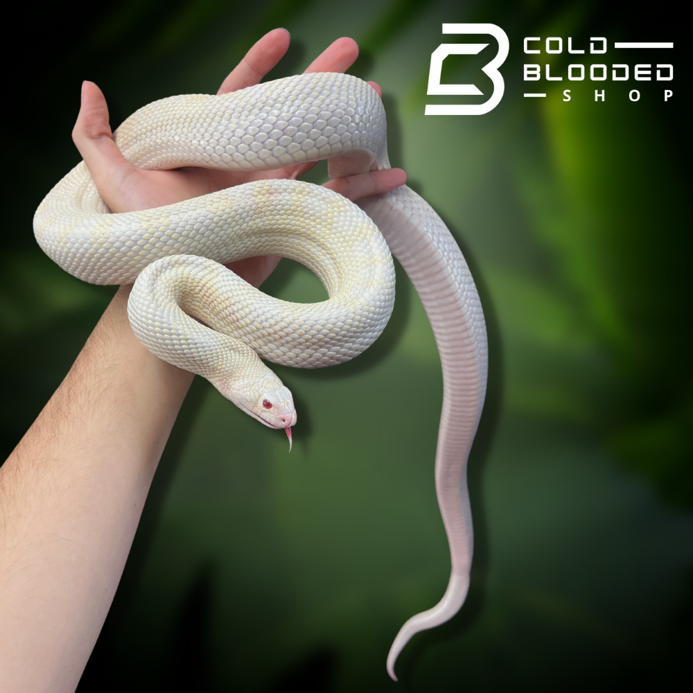 Adult Bullsnakes - Cold Blooded Shop