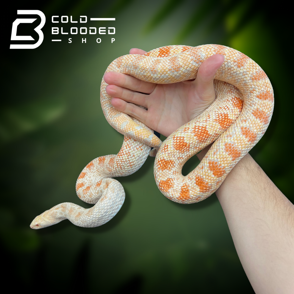 Adult Bullsnakes - Cold Blooded Shop