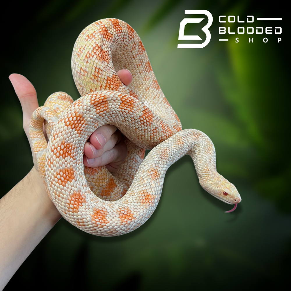 Adult Bullsnakes - Cold Blooded Shop