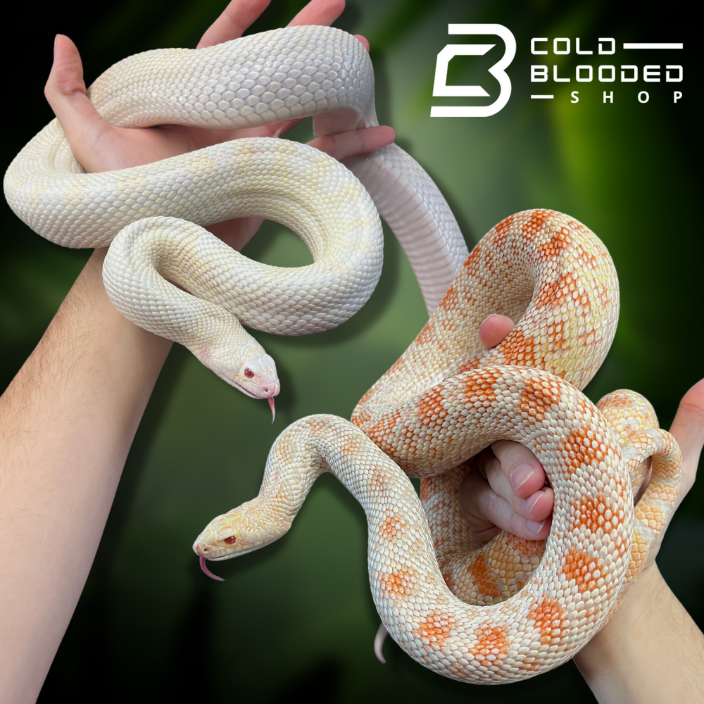 Adult Bullsnakes - Cold Blooded Shop