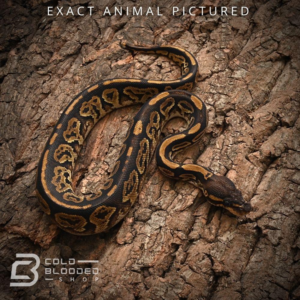 Male Baby Bongo Ball Python for sale - Cold Blooded Shop