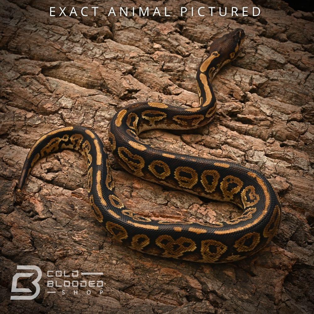 Male Baby Bongo Ball Python for sale - Cold Blooded Shop