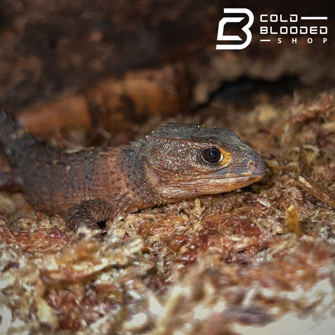 White Eyed Crocodile Skink - Tribolonotus novaeguineae - Cold Blooded Shop