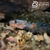 White Eyed Crocodile Skink - Tribolonotus novaeguineae - Cold Blooded Shop