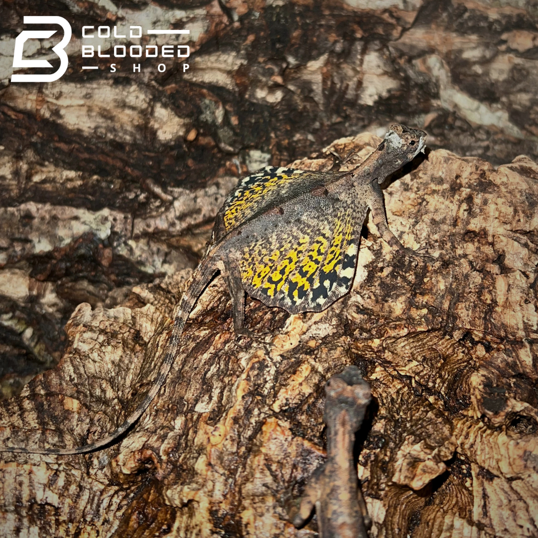 Common Flying Dragon - Draco volans - Cold Blooded Shop