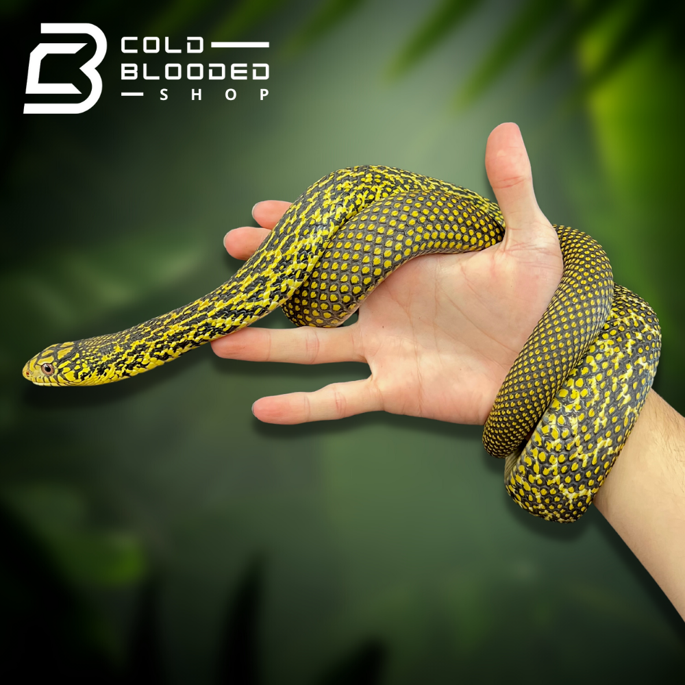 Chinese King Ratsnake