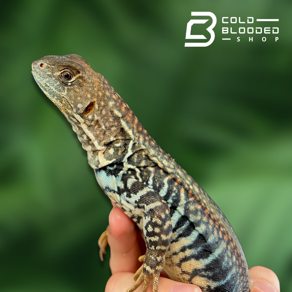 Giant Butterfly Agama - Cold Blooded Shop