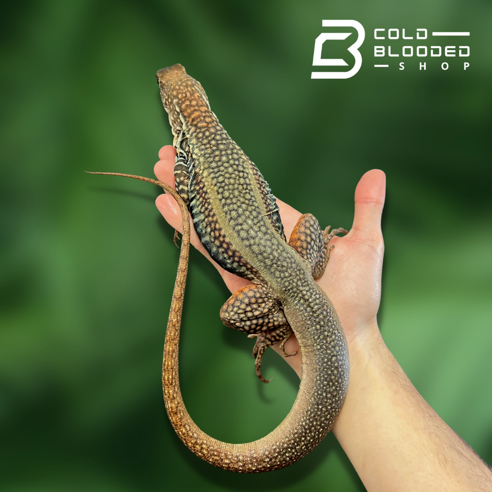 Giant Butterfly Agama - Cold Blooded Shop
