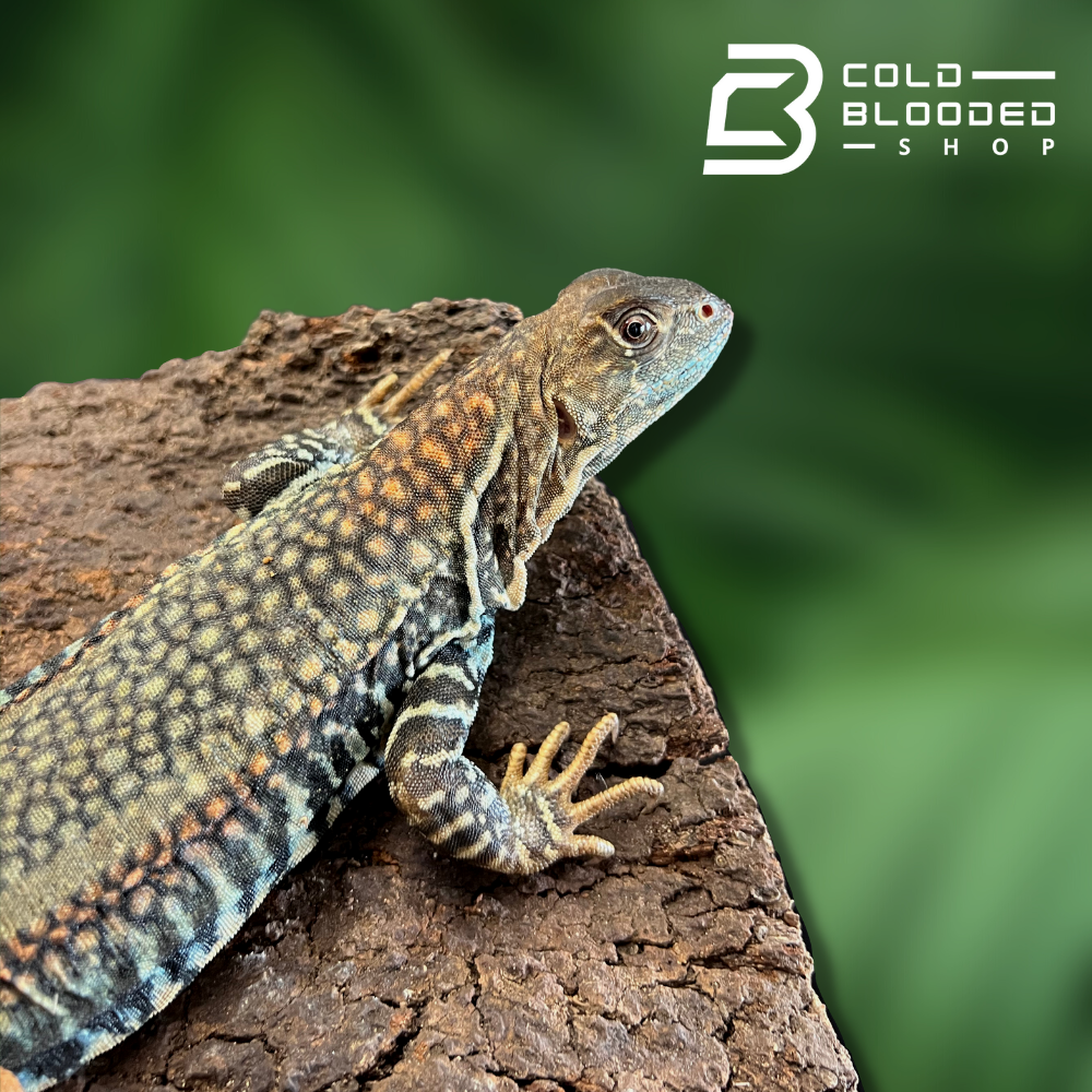 Giant Butterfly Agama - Cold Blooded Shop
