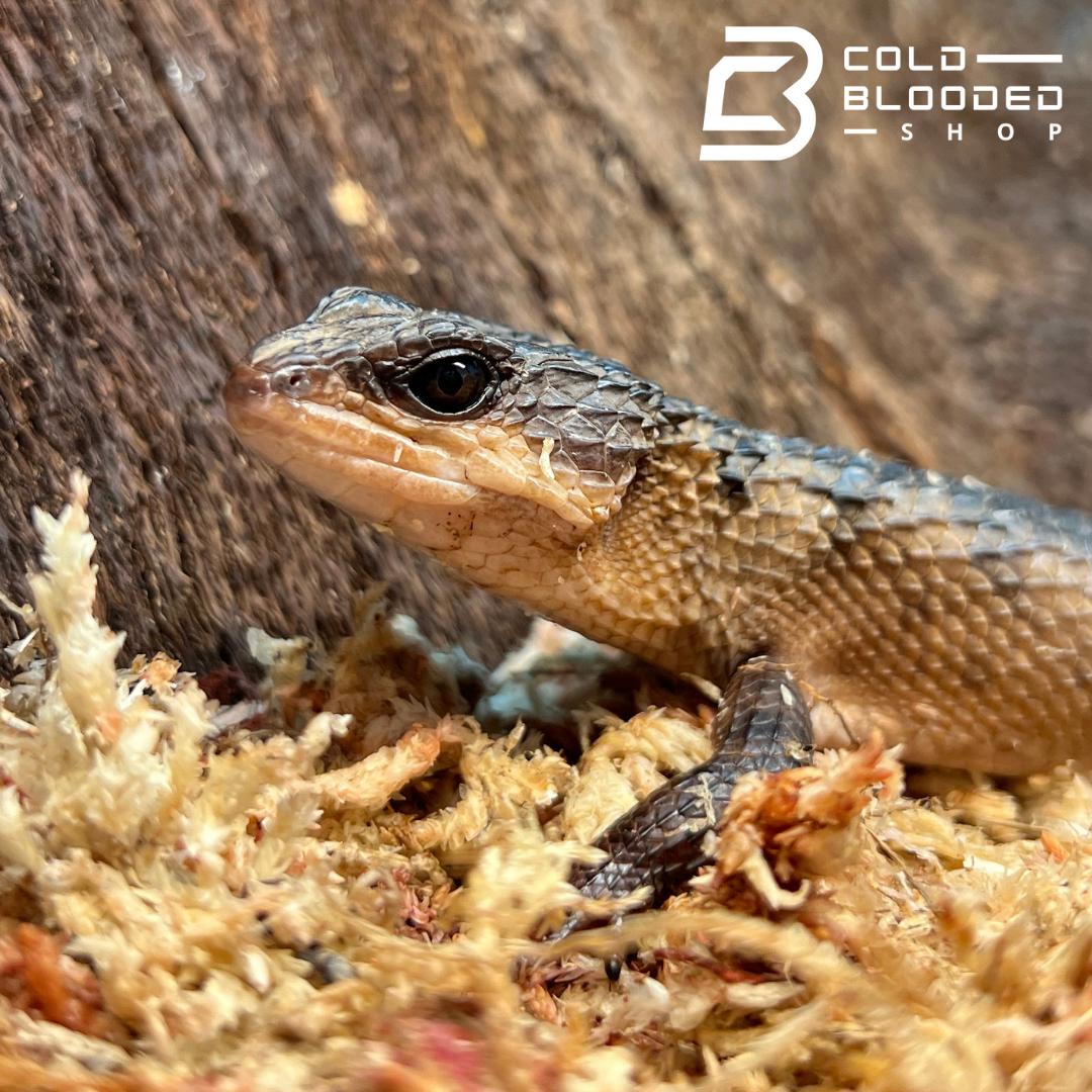 Sulawesi Water Skink - Tropodiphorus baconi - Cold Blooded Shop