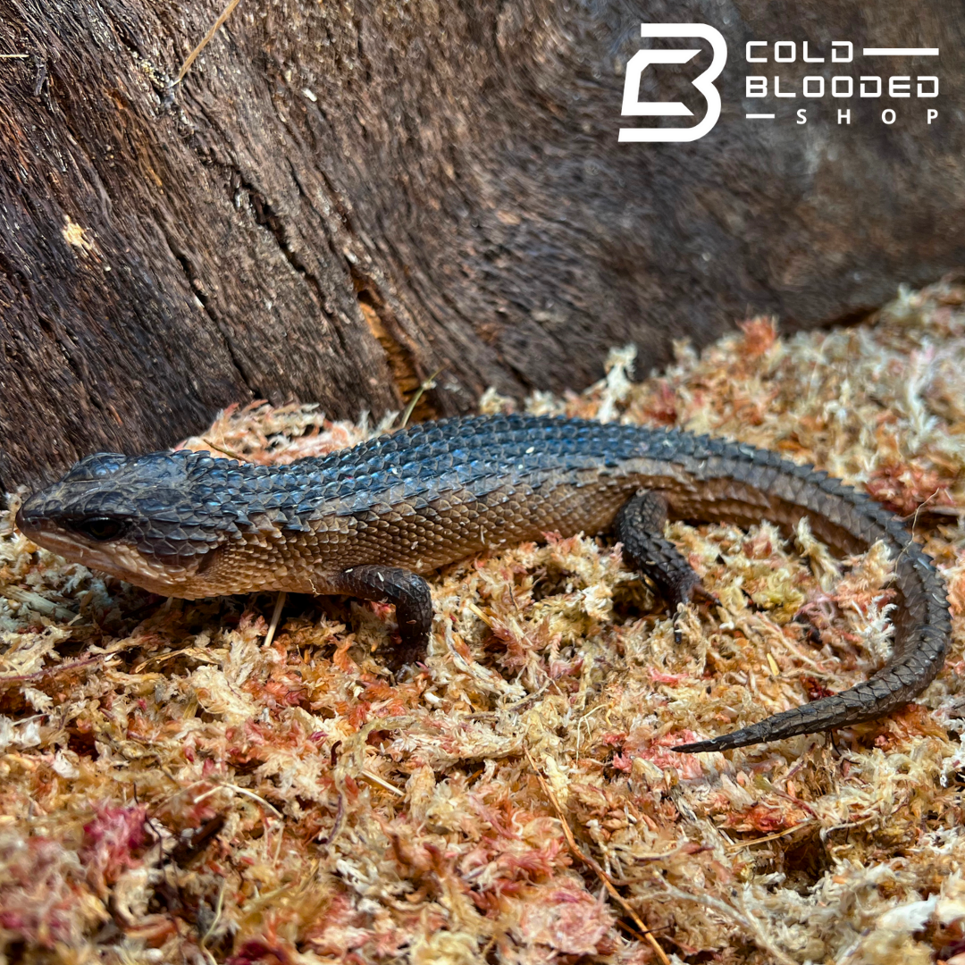 Sulawesi Water Skink - Tropodiphorus baconi - Cold Blooded Shop