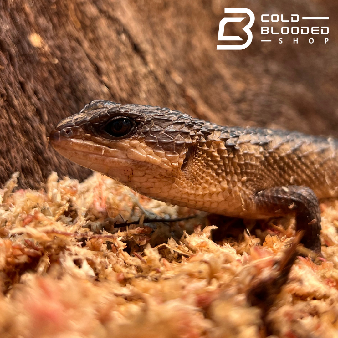 Sulawesi Water Skink - Tropodiphorus baconi - Cold Blooded Shop