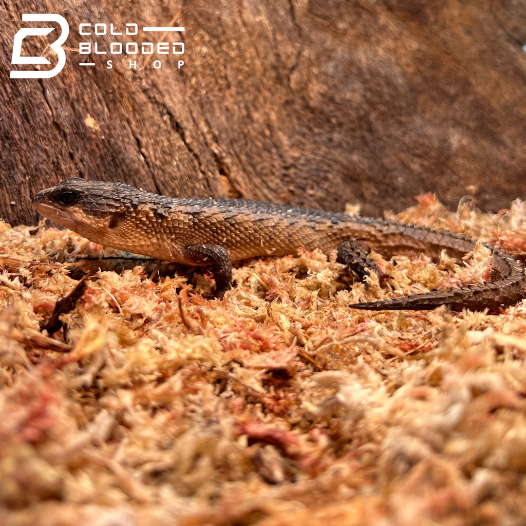 Sulawesi Water Skink - Tropodiphorus baconi - Cold Blooded Shop