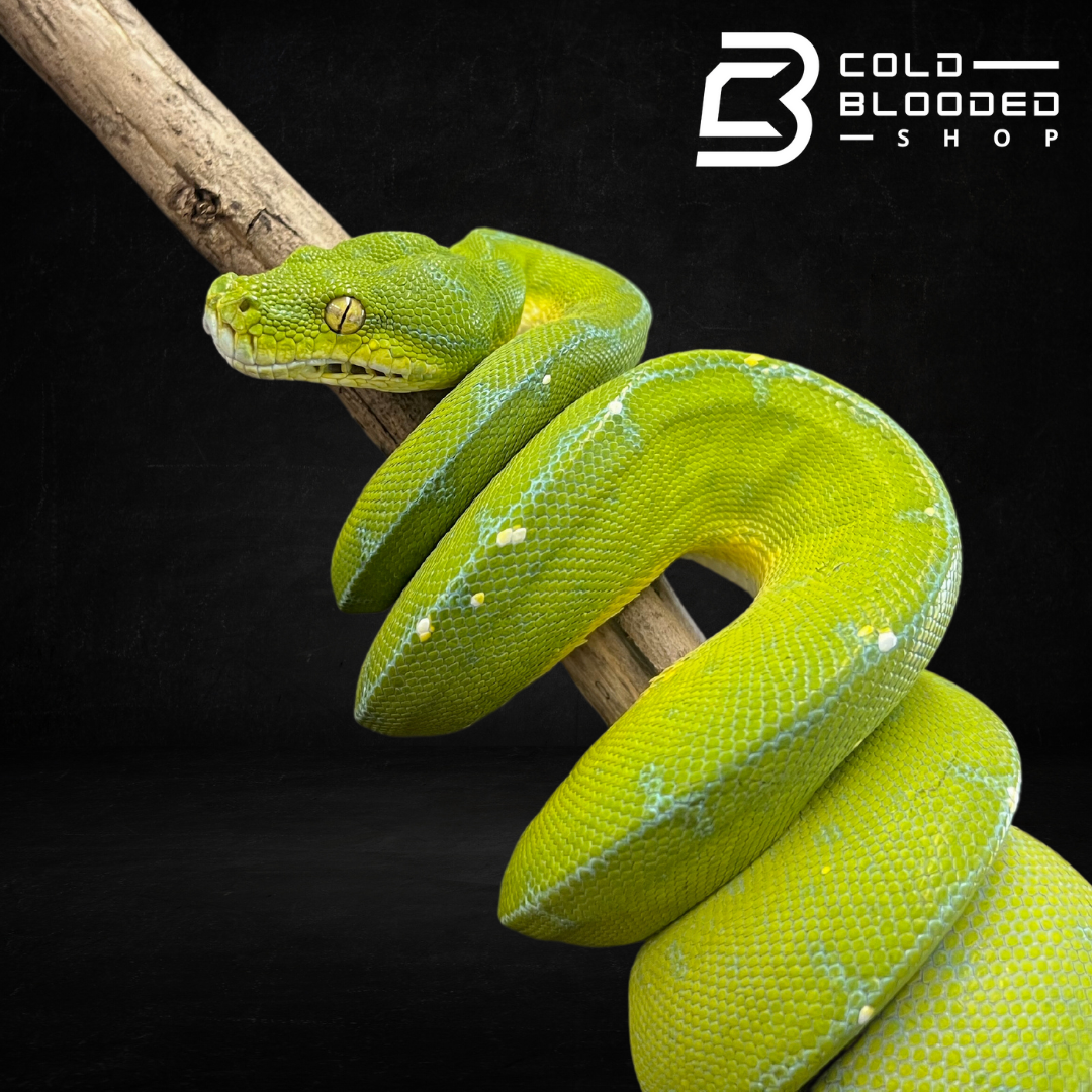 Green Tree Python - Cold Blooded Shop