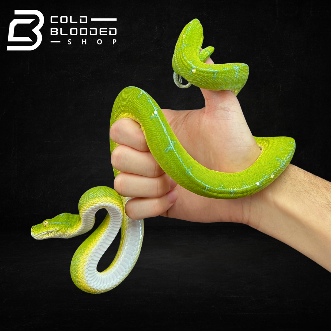 Green Tree Python - Cold Blooded Shop