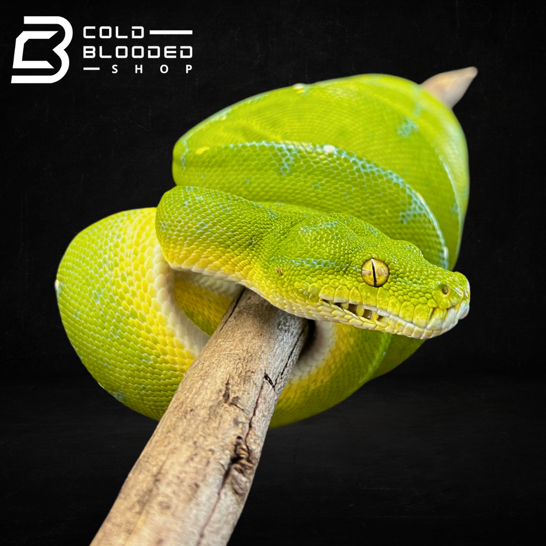 Green Tree Python - Cold Blooded Shop