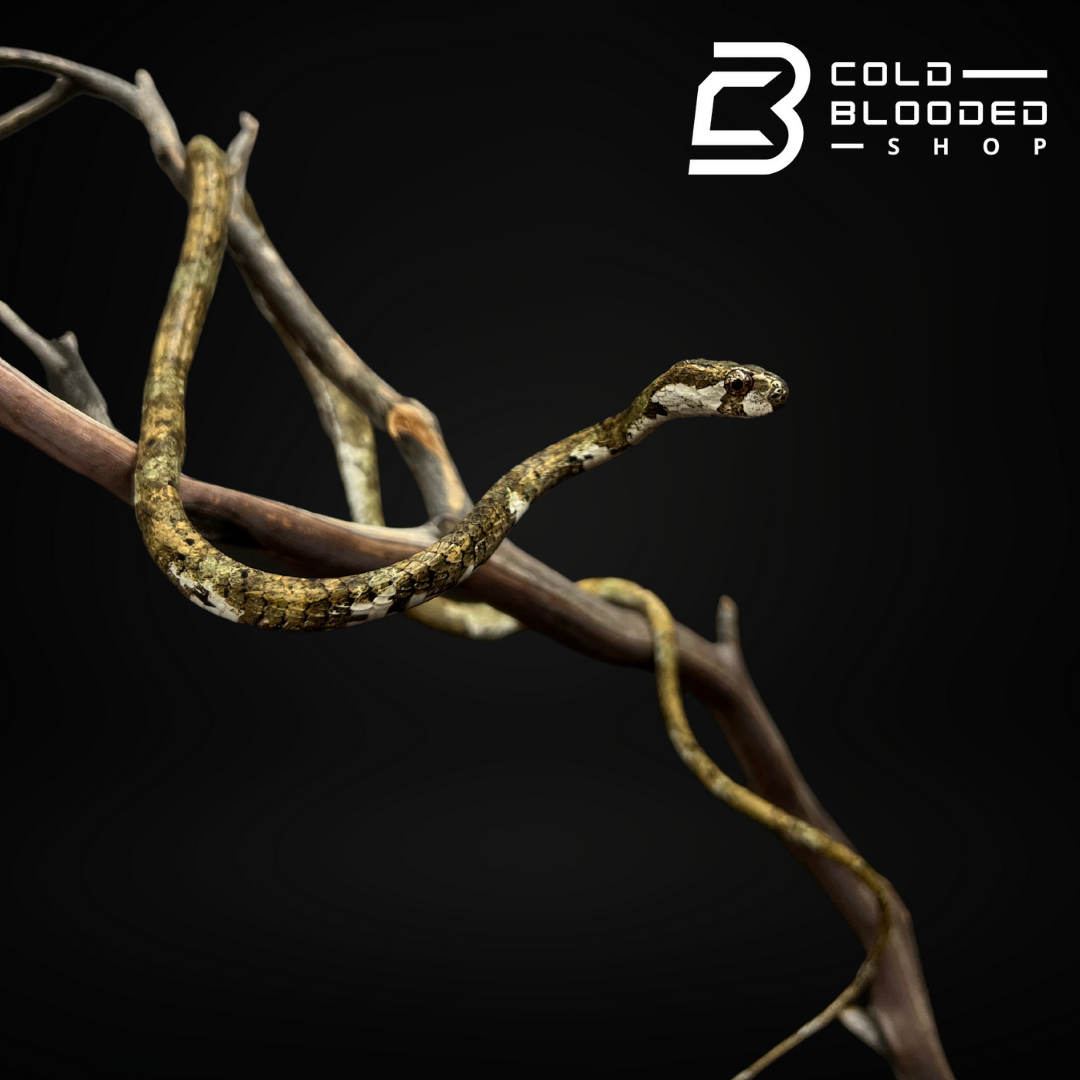 Blunthead Slug Snake - Aplopeltura boa - Cold Blooded Shop