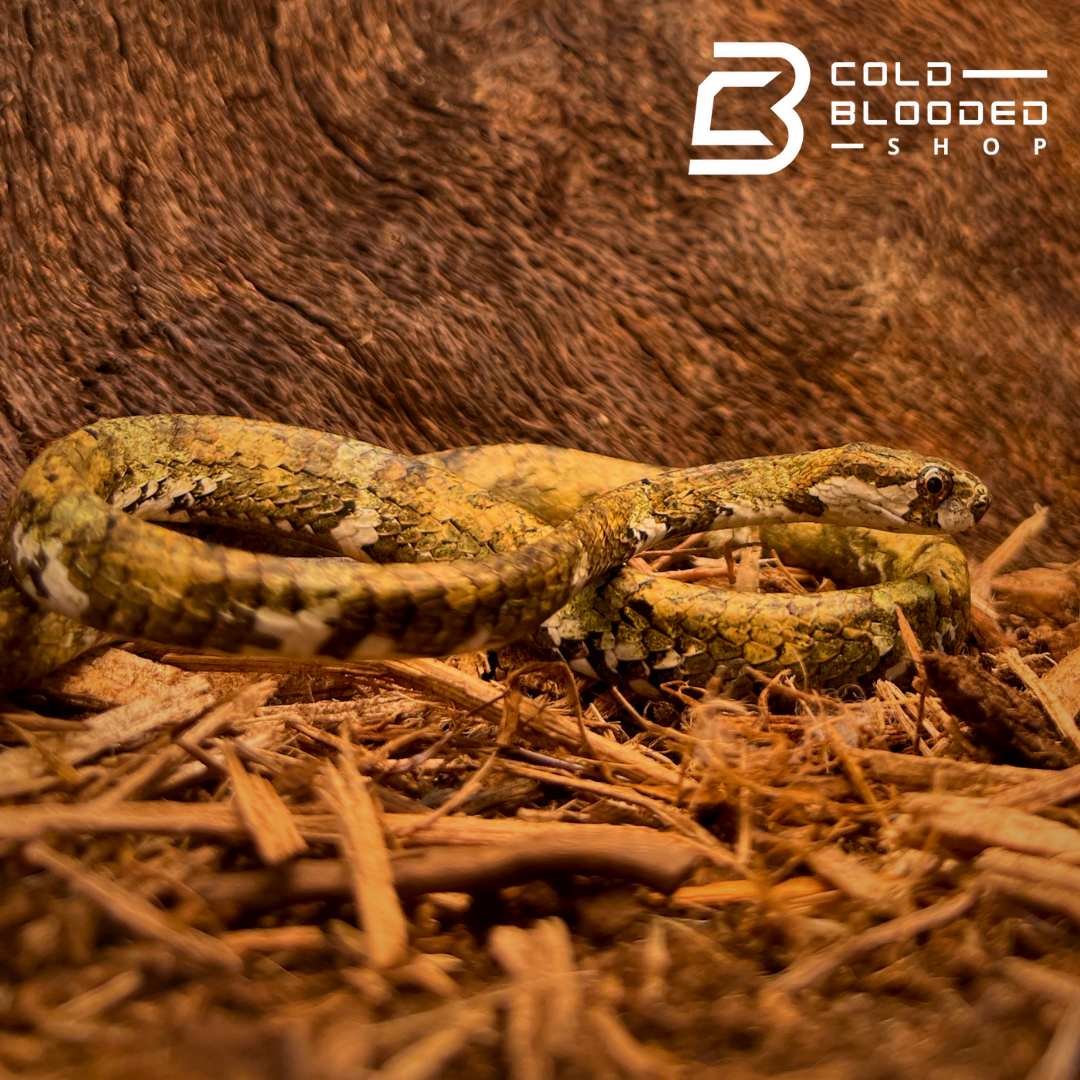 Blunthead Slug Snake - Aplopeltura boa - Cold Blooded Shop