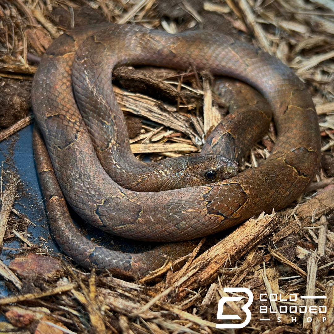 Brown Kukri Snake - Oligodon purpurascens - Cold Blooded Shop