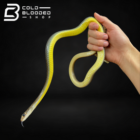 Indo-Chinese Rat Snake - Ptyas korros - Cold Blooded Shop