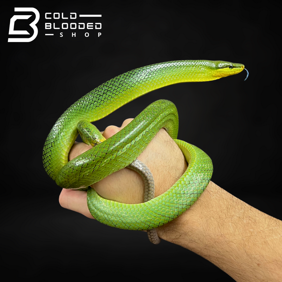 Red-tailed Green Ratsnake - Gonyosoma oxycephalum - Cold Blooded Shop