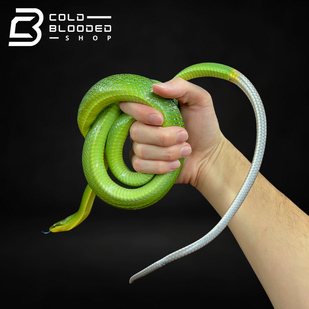 Red-tailed Green Ratsnake - Gonyosoma oxycephalum - Cold Blooded Shop