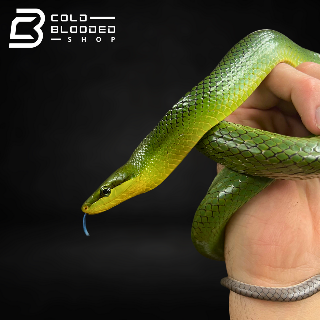 Red-tailed Green Ratsnake - Gonyosoma oxycephalum - Cold Blooded Shop