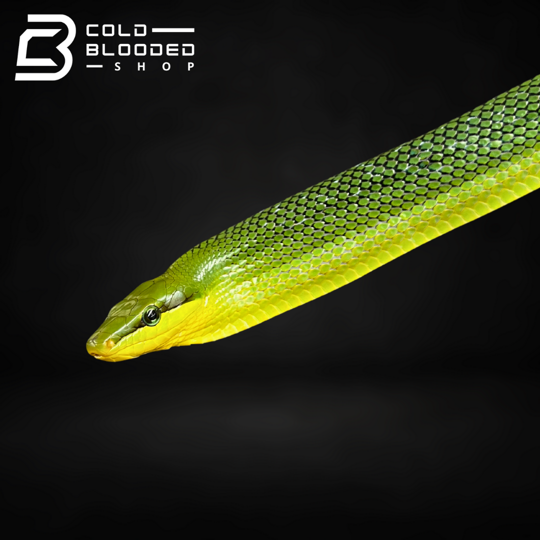 Red-tailed Green Ratsnake - Gonyosoma oxycephalum - Cold Blooded Shop